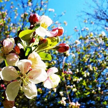 Apple blossoms